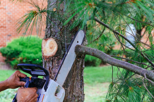 Best Tree Branch Trimming  in Farngton, MI